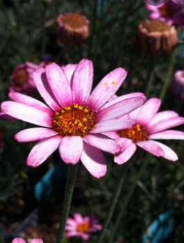 Stokrotka marokańska `Marrakech'